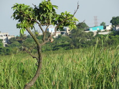 Melanerpes aurifrons