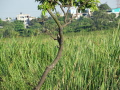 Melanerpes aurifrons