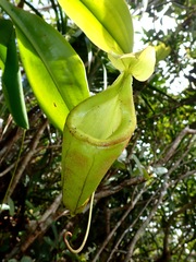 Nepenthes