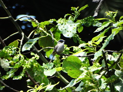 Psaltriparus minimus
