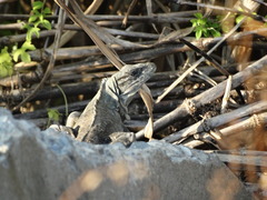 Ctenosaura acanthura