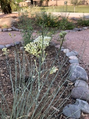 Asclepias subulata