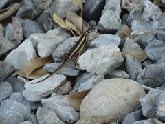 Sceloporus variabilis