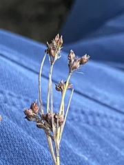 Rhynchospora recognita