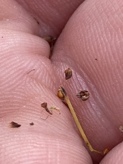 Rhynchospora recognita