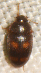 Litargus tetraspilotus