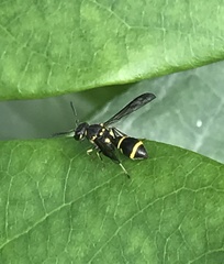 Apodynerus formosensis