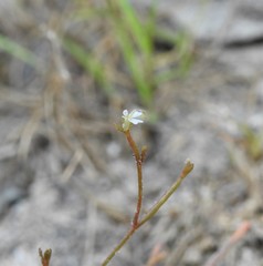 Stylidium tenerum