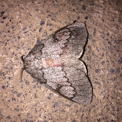 Syssphinx heiligbrodti