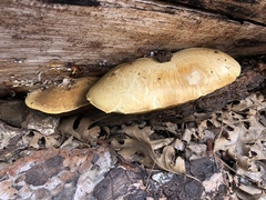 Boletus orovillus