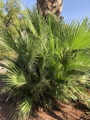 Washingtonia robusta