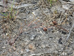 Stylidium tenerum