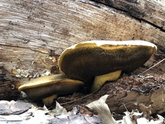 Boletus orovillus