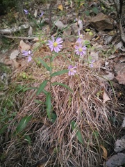 Symphyotrichum laeve concinnum