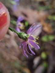 Symphyotrichum laeve concinnum