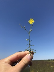 Croptilon hookerianum