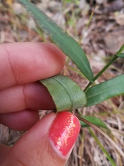 Symphyotrichum laeve concinnum