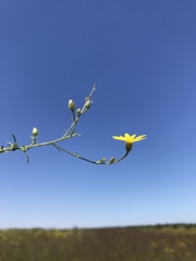 Croptilon hookerianum