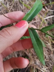 Symphyotrichum laeve concinnum