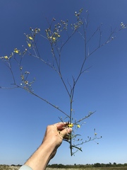 Croptilon hookerianum