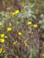 Croptilon hookerianum