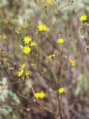 Croptilon hookerianum