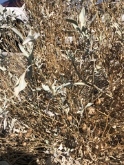 Encelia farinosa