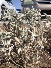 Encelia farinosa