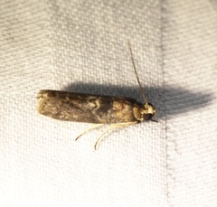 Indomyrlaea ferreotincta