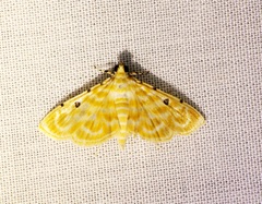 Notarcha aurolinealis