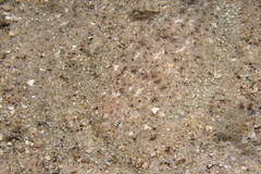 Aseraggodes lenisquamis