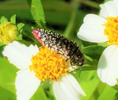 Acmaeodera haemorrhoa