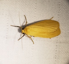 Manulea fuscodorsalis