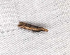 Dichomeris ochthophora