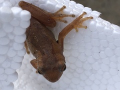 Dendropsophus bogerti