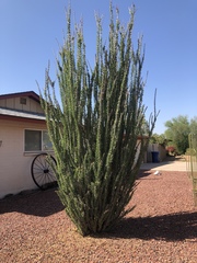 Fouquieria splendens