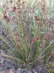 Juncus effusus effusus