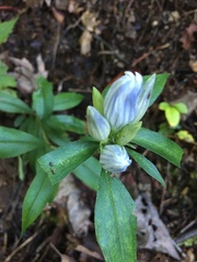 Gentiana villosa