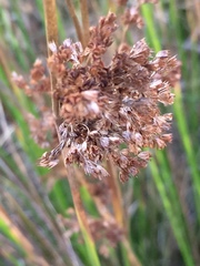 Juncus effusus effusus