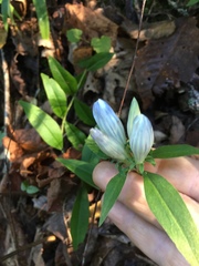 Gentiana villosa