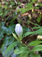 Gentiana villosa