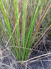 Juncus effusus effusus