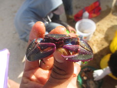Petrolisthes violaceus