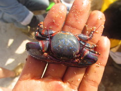 Petrolisthes violaceus