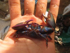 Petrolisthes violaceus