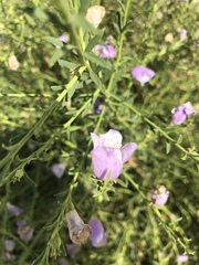 Angiospermae