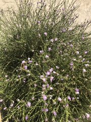 Angiospermae
