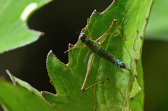 Paramastacinae