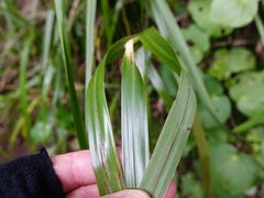 Hairy Saw-sedge (Gahnia lacera)
