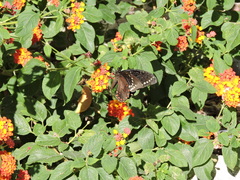 Papilio menatius victorinus